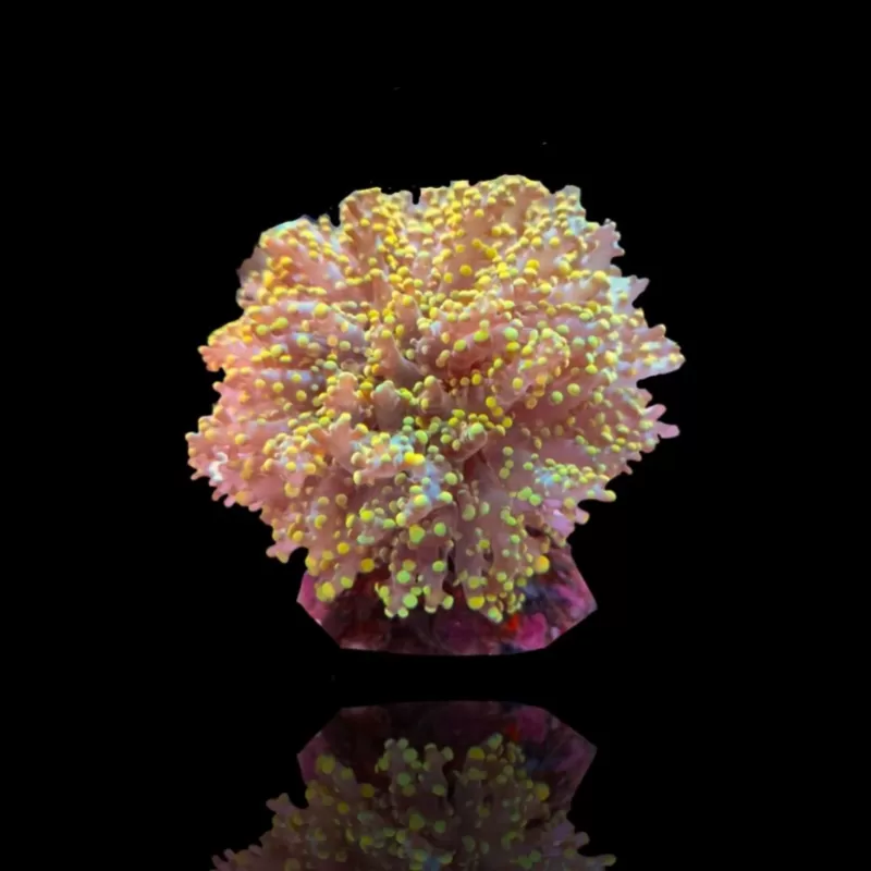 Euphyllia Yaeyamaensis sp. kopen ? | Coralandfishstore