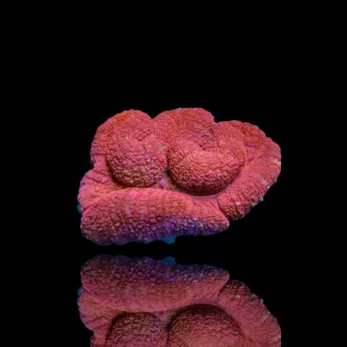 Lobophyllia sp. Red Australië kopen | Coralandfishstore.nl
