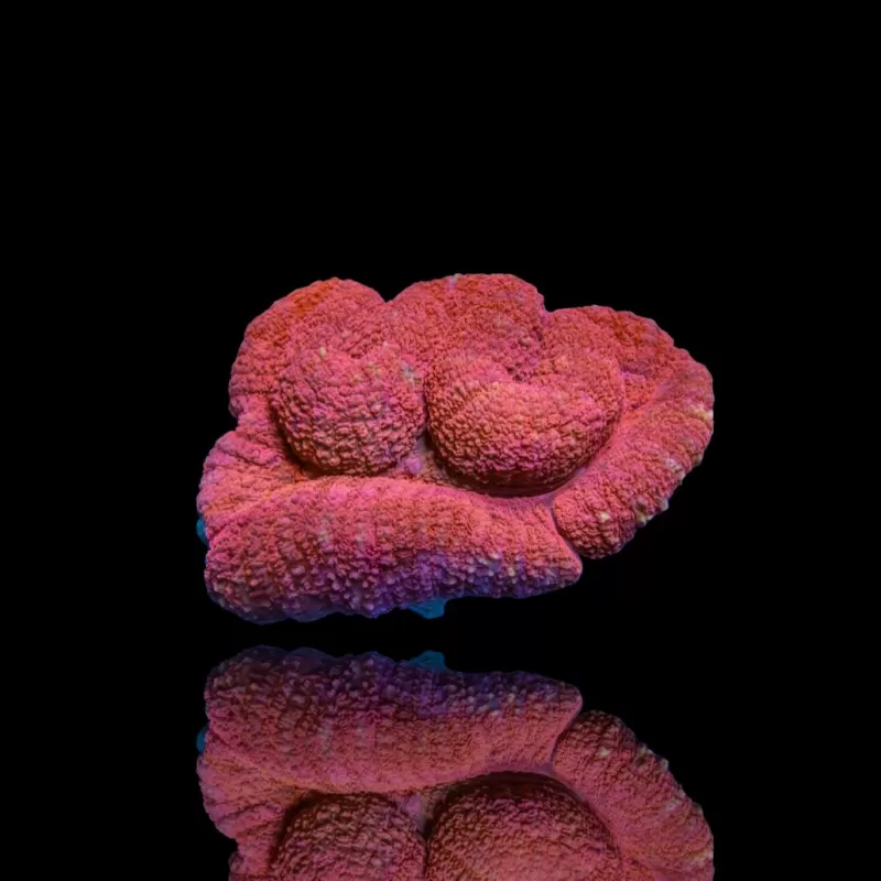 Lobophyllia sp. Kaufen Sie Red Australia | Coralandfishstore.nl