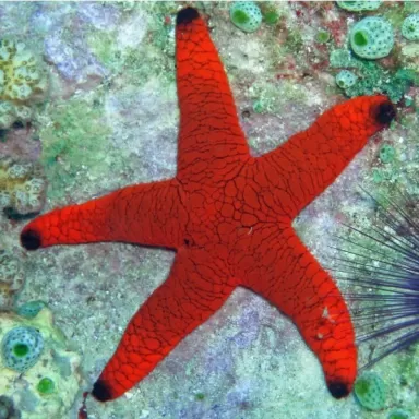 Fromia Indica oder bei uns bekannt als Indischer Seestern