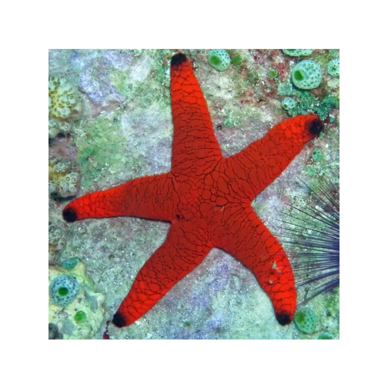 Fromia Indica - Indische zeester kopen? | Coralandfishstore.nl