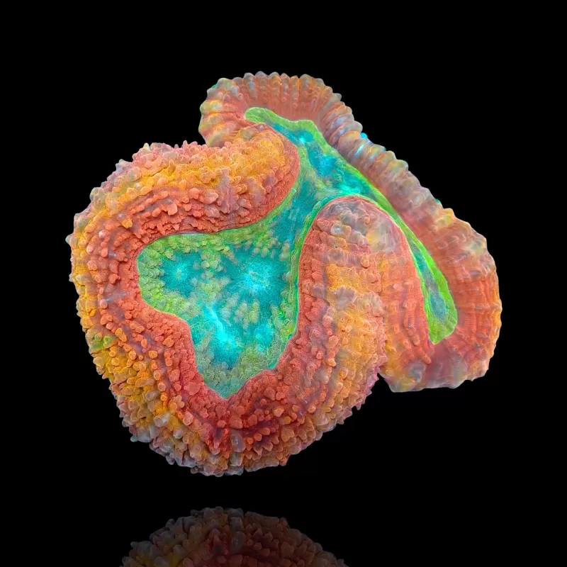 Lobophyllia sp. Möchten Sie Red Australia kaufen? | Coralandfishstore.nl