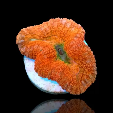 Lobophyllia sp. Möchten Sie Red Australia kaufen? | Coralandfishstore.nl