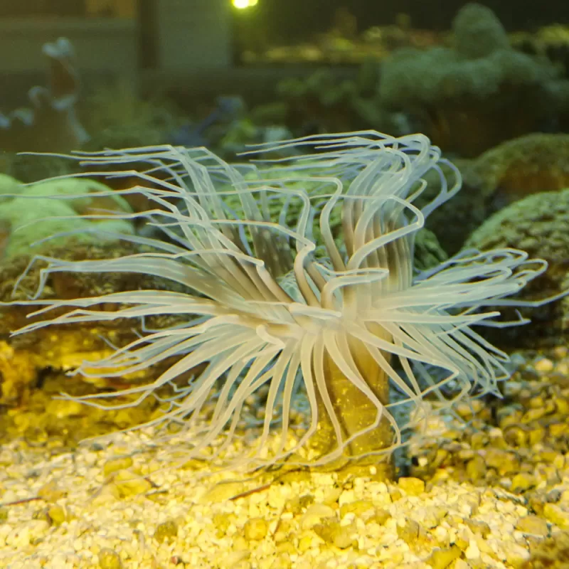 Cerianthus Membranaceus Weiß bestellen? l Coralandfishstore.nl