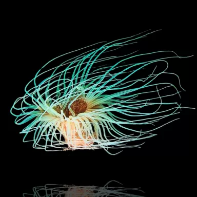 Cerianthus Membranaceus White bestellen ? l Coralandfishstore.nl