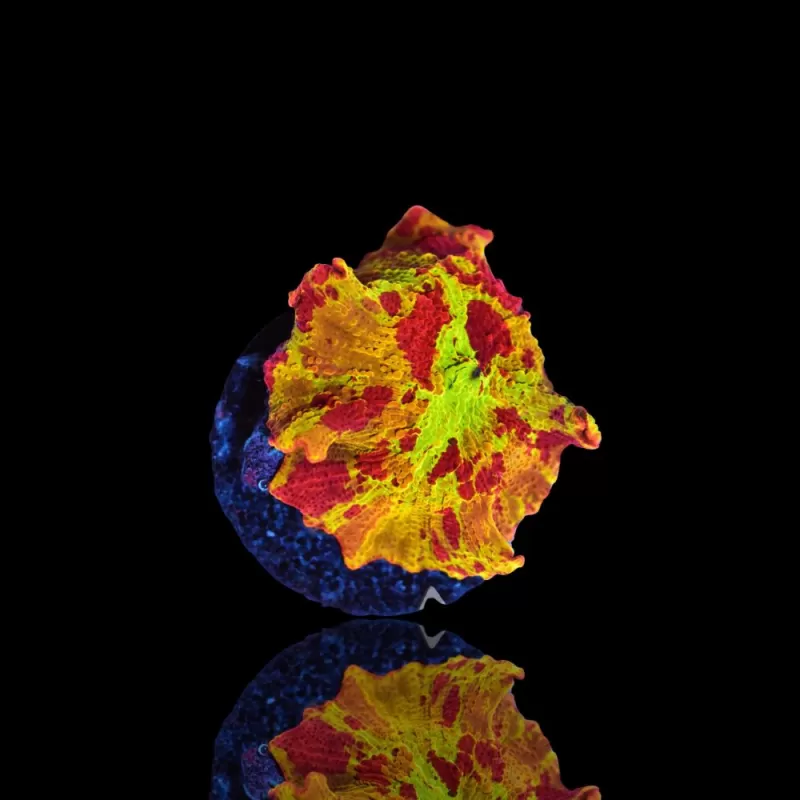 Discosoma Eclectus Jawbreaker kopen | Coralandfishstore.nl