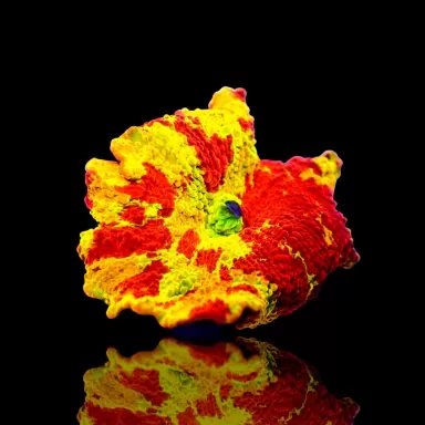 Discosoma Eclectus Jawbreaker Mastergrade