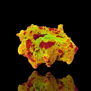 Discosoma Eclectus Jawbreaker kopen | Coralandfishstore.nl