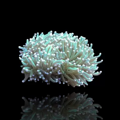 Euphyllia glabrescens Grün/Gelbe Spitzen – pro Kopf kaufen | Coralandfishstore.nl