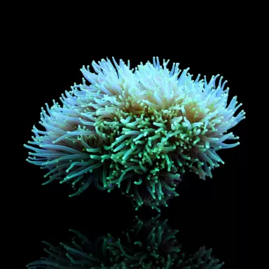 Euphyllia Glabrescens Groen / Licht groene tips kopen | Coralandfishstore.nl