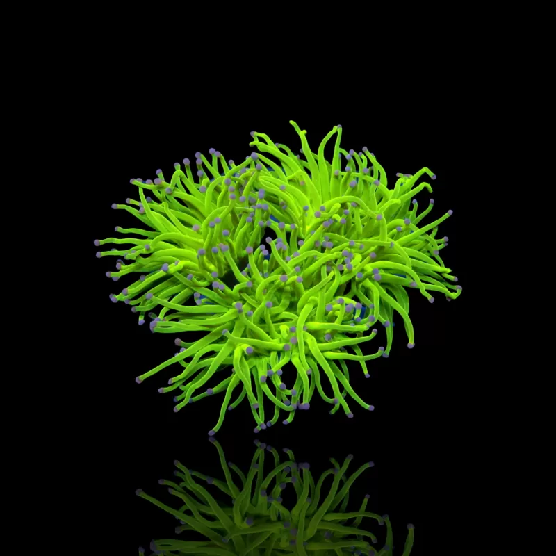Euphyllia Glabrescens TOD Torch  kopen | Coralandfishstore.nl