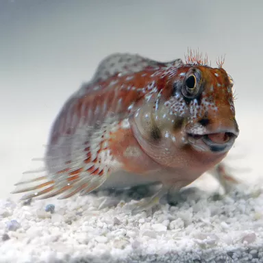 Scartella cristata - cristata blenny kopen? Coralandfishstore