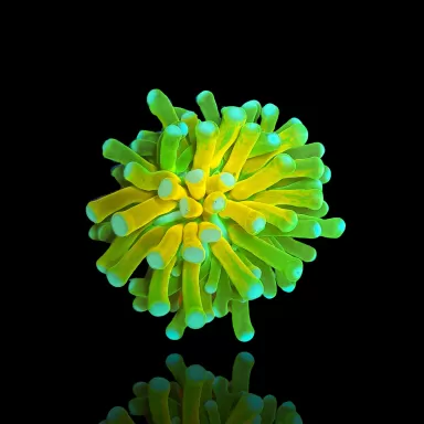 Euphyllia Glabrescens Tiger Torch (ULTRA) (1 kop) kopen | Coralandfishstore.nl