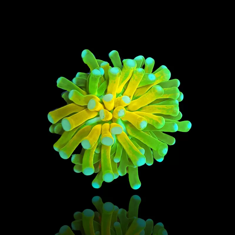 Euphyllia Glabrescens Tiger Torch (ULTRA) (1 kop) kopen | Coralandfishstore.nl