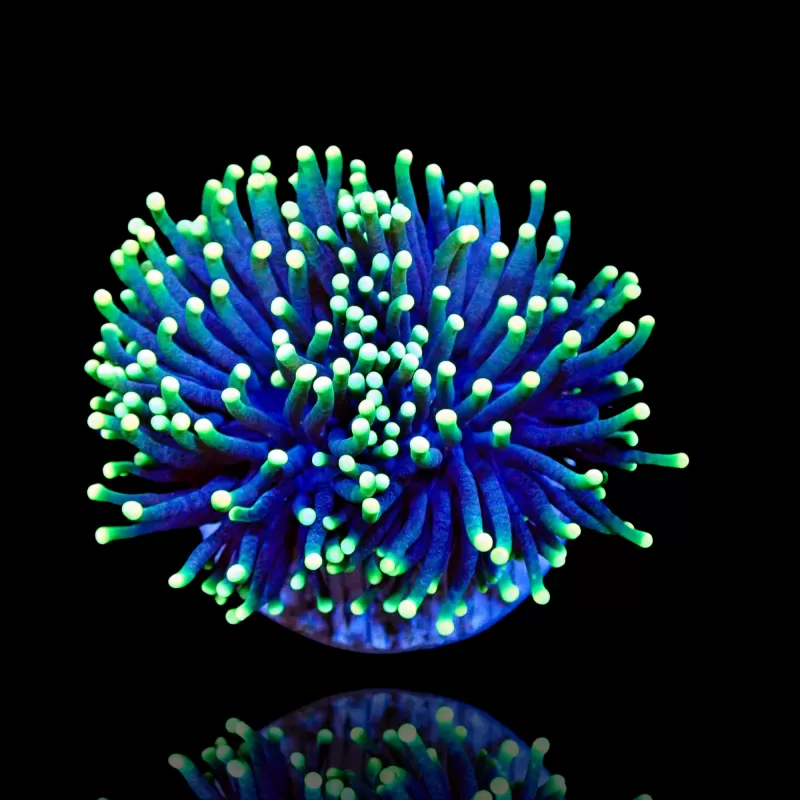 Euphyllia glabrescens Rasta kopen | Coralandfishstore.nl