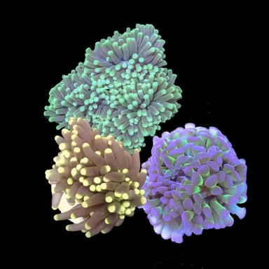 Euphyllia Pack (3stuks)