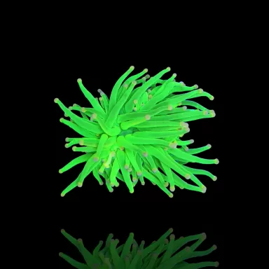 Euphyllia Glabrescens Ultra Pack kopen | Coralandfishstore.nl