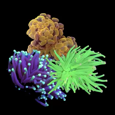 Euphyllia Ultra Pack 2