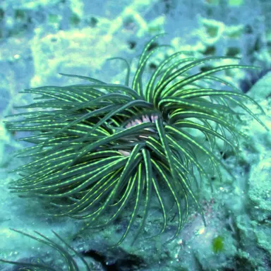 Cerianthus Membranaceus  kopen? | Coralandfishstore.nl