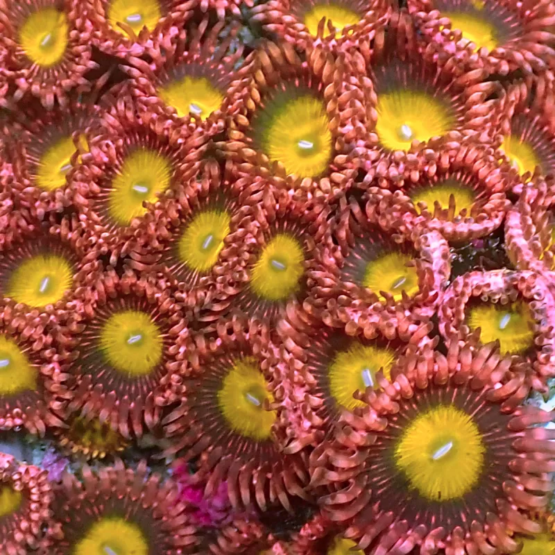 Zoanthus Makassar Polyps kopen | Coralandfishstore.nl