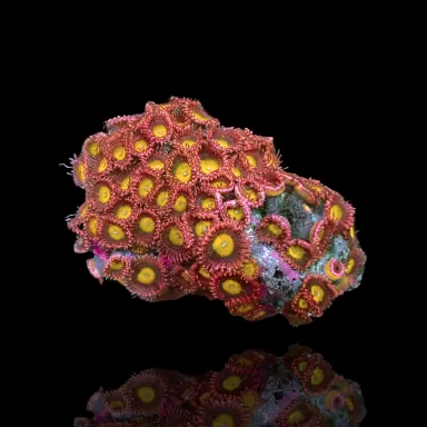 Kaufen Sie Zoanthus Bowser S-Größe | Coralandfishstore.nl