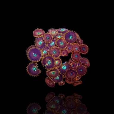 Kaufen Sie Zoanthus Bowser S-Größe | Coralandfishstore.nl