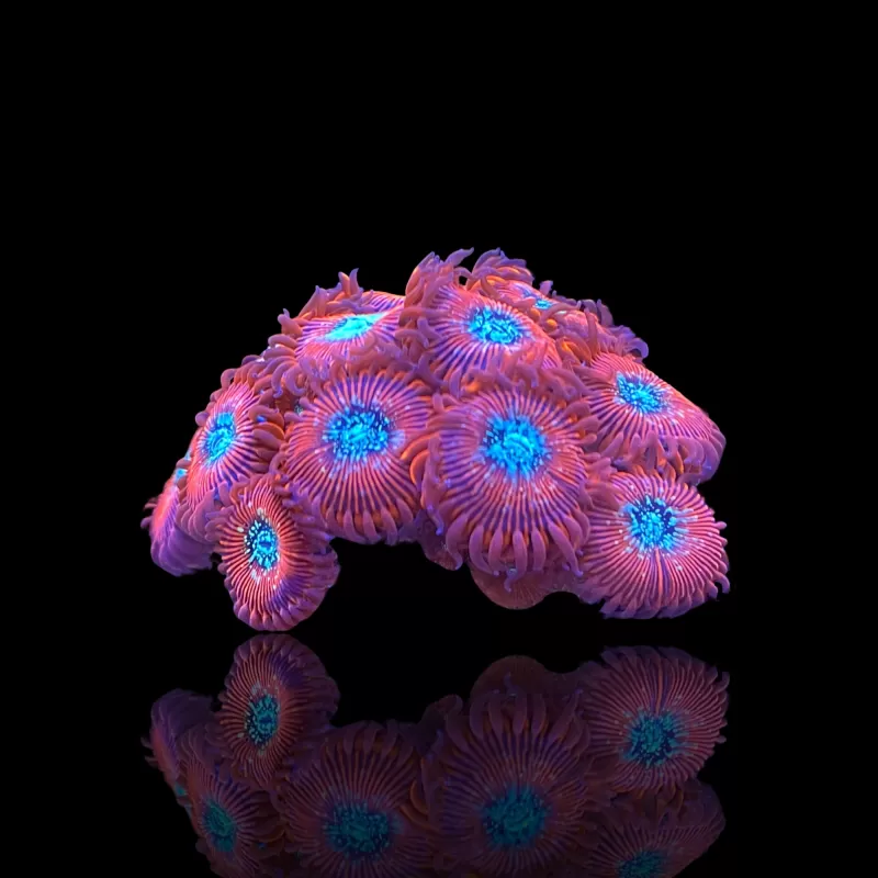 Zoanthus Magicians kopen | Coralandfishstore.nl