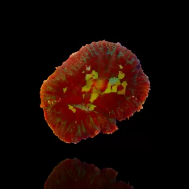 Rhodactis Bounce Rotgrün bestellen? l Coralandfishstore.nl