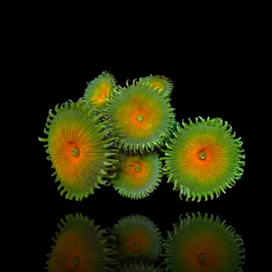 Bestellen Sie Protopalythoa spp Green (XL)? l Coralandfishstore.nl