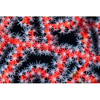 Diodogorgia Nodulifera Rot (M) bestellen? l Coralandfishstore.nl