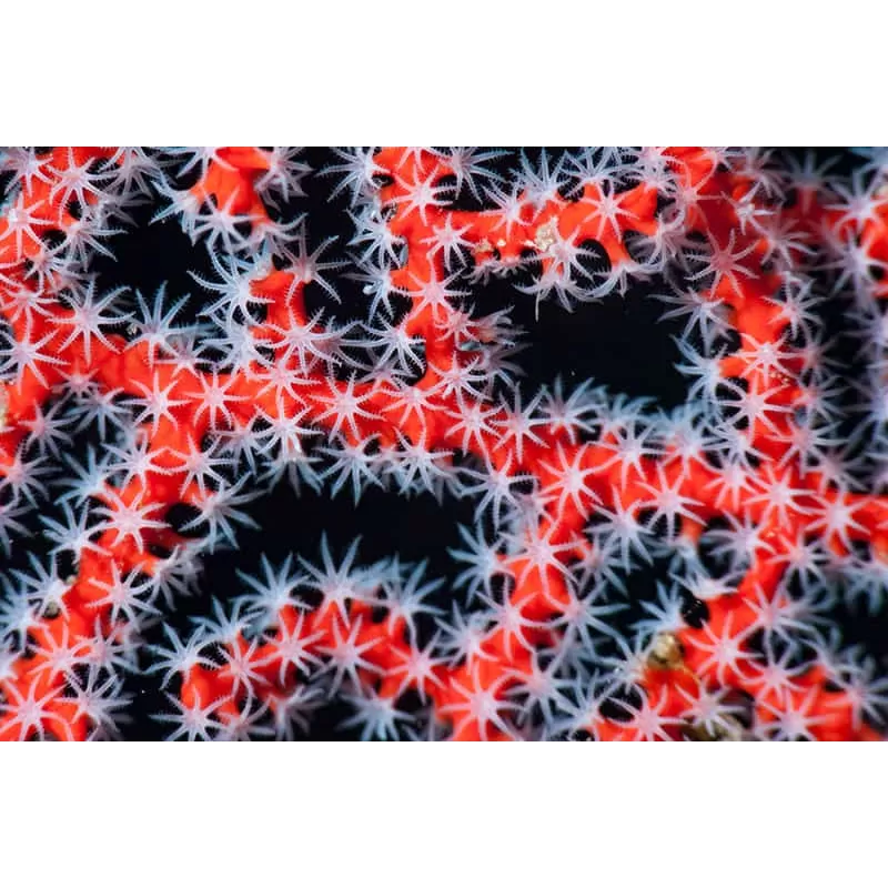 Diodogorgia Nodulifera Rot (M) bestellen? l Coralandfishstore.nl