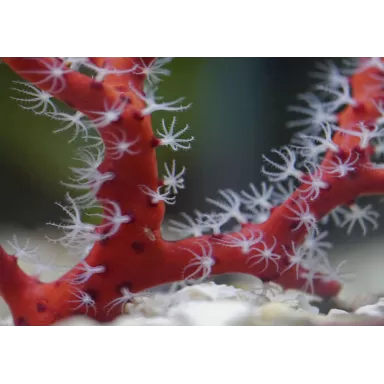 Diodogorgia Nodulifera Red (M) bestellen ? l Coralandfishstore.nl