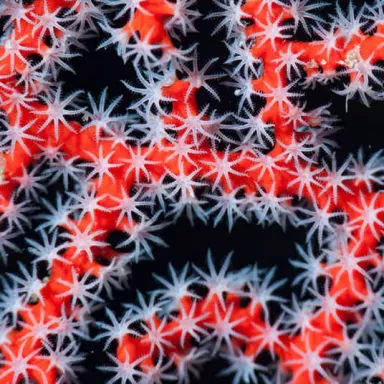 Diodogorgia Nodulifera Rot (M) bestellen? l Coralandfishstore.nl