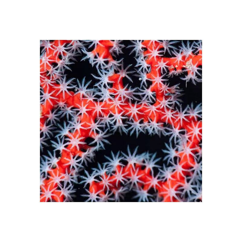 Diodogorgia Nodulifera Red (M) bestellen ? l Coralandfishstore.nl