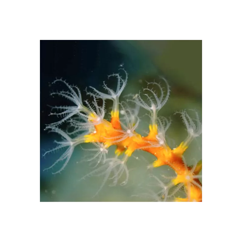 Kaufen Sie Diodogorgia Nodulifera Gelb (M) | Coralandfishstore.nl