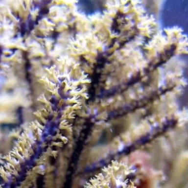 Muriceopsis flavida Purple Bush Gorgonian