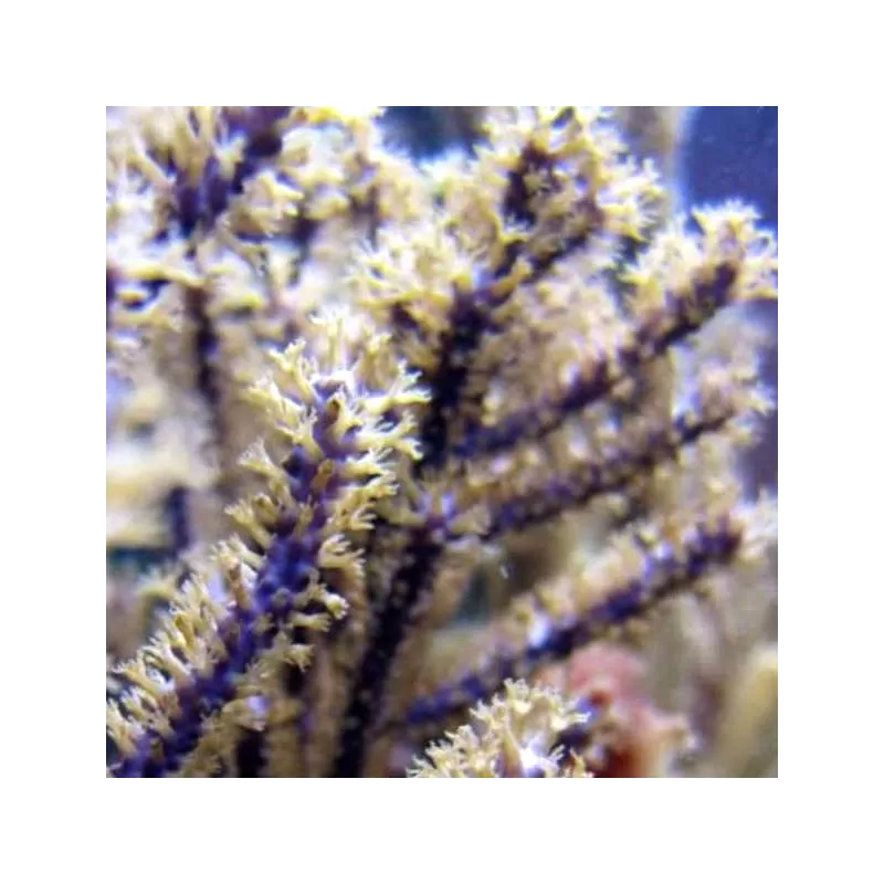 Muriceopsis flavida Purple Bush Gorgonian