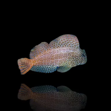 Exalias brevis kopen ? Snel in huis Coralandfishstore