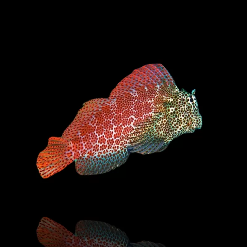 Exalias brevis kopen ? Snel in huis Coralandfishstore