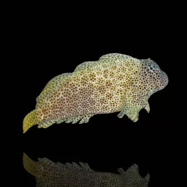 Exalias brevis kopen ? Snel in huis Coralandfishstore