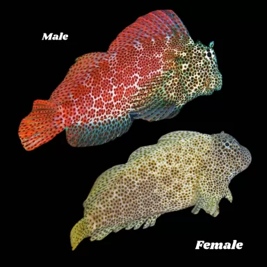 Exalias brevis kopen ? Snel in huis Coralandfishstore