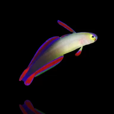 Nemateleotris Decora