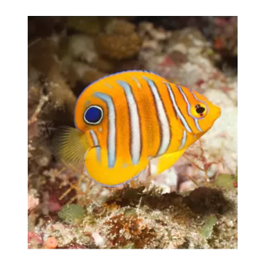 Pygoplites Diacanthus Red Sea Juv (T)