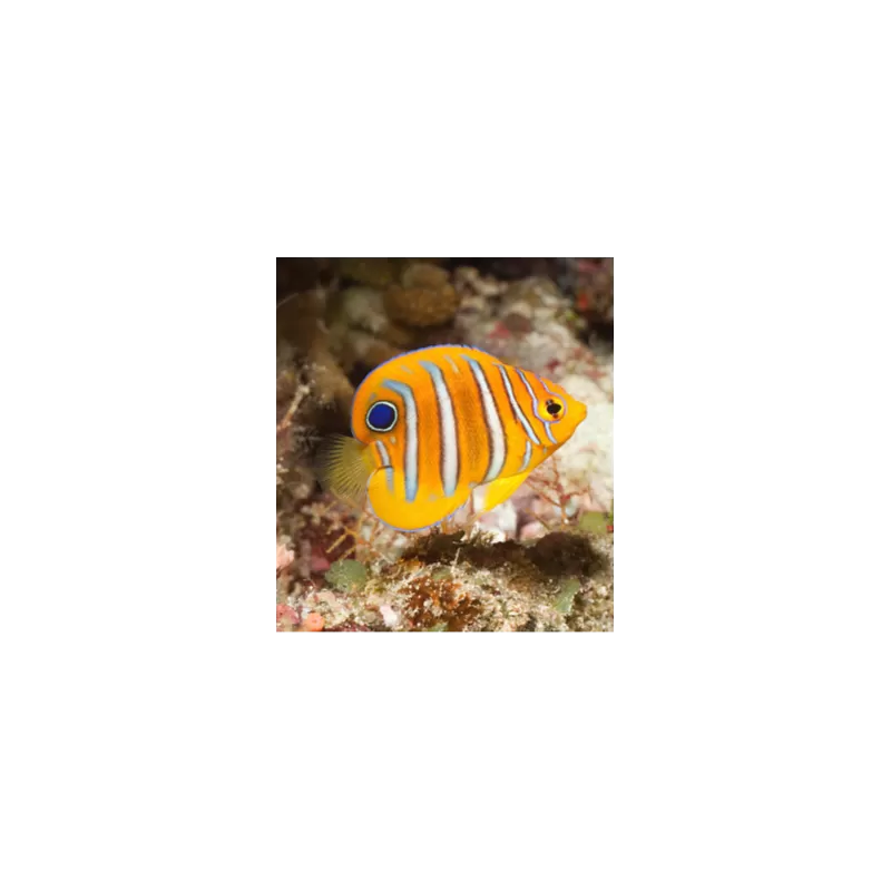 Pygoplites Diacanthus Red Sea Juv (T)