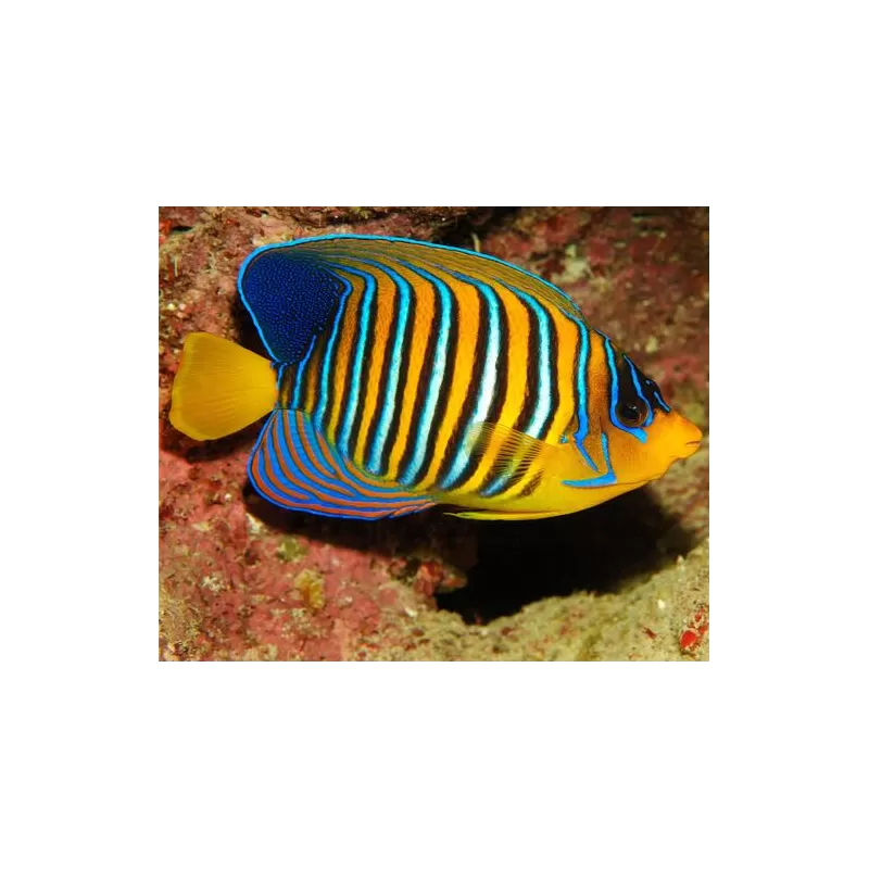 Pygoplites Diacanthus Red Sea Juv (T)