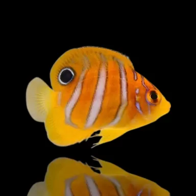 Pygoplites diacanthus T.B.