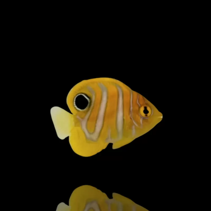 Pygoplites Diacanthus Nakweek bestellen ? l Coralandfishstore.nl