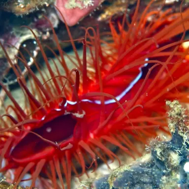 Lima Orientalis of de Electric Vijlmossel