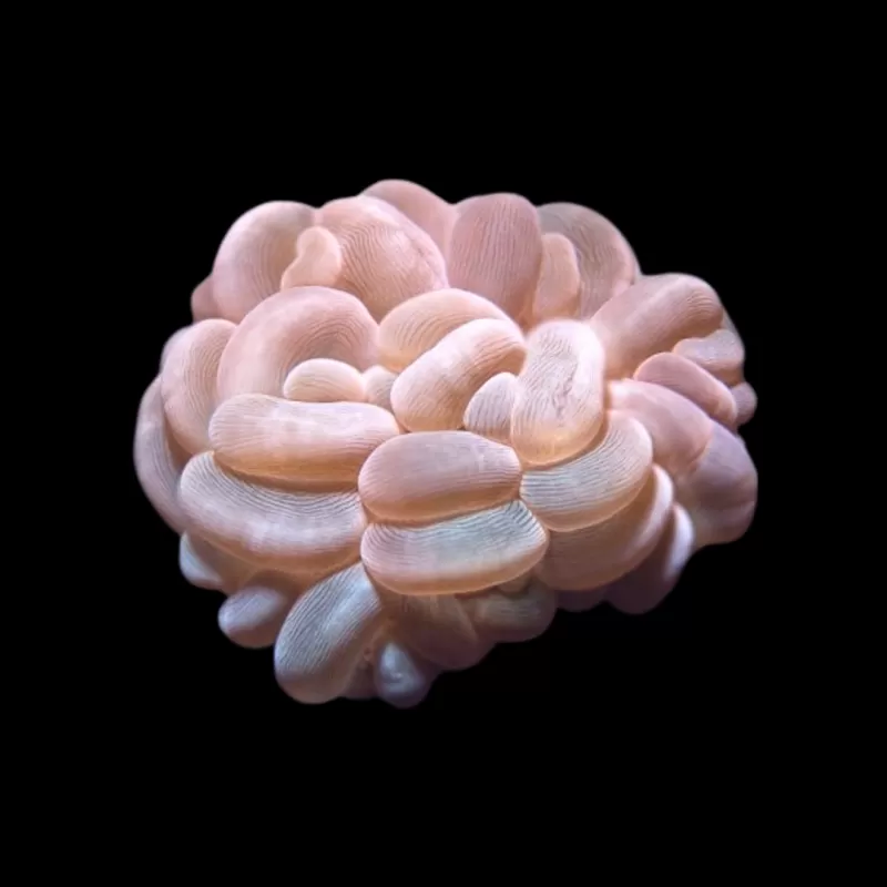 Plerogyra Sinuosa | Coralandfishstore.nl