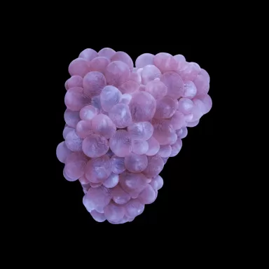 Plerogyra Sinuosa | Coralandfishstore.nl